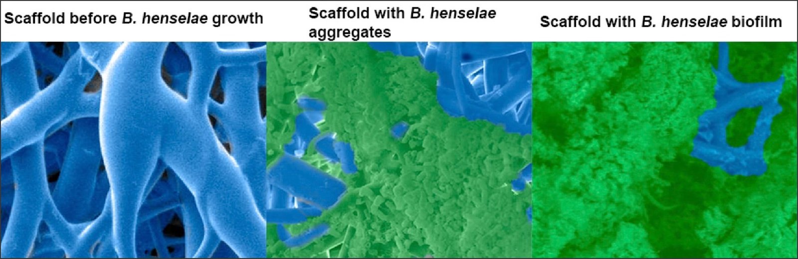 Scaffold before and after Bartonella henselae growth showing aggregates and biofilm