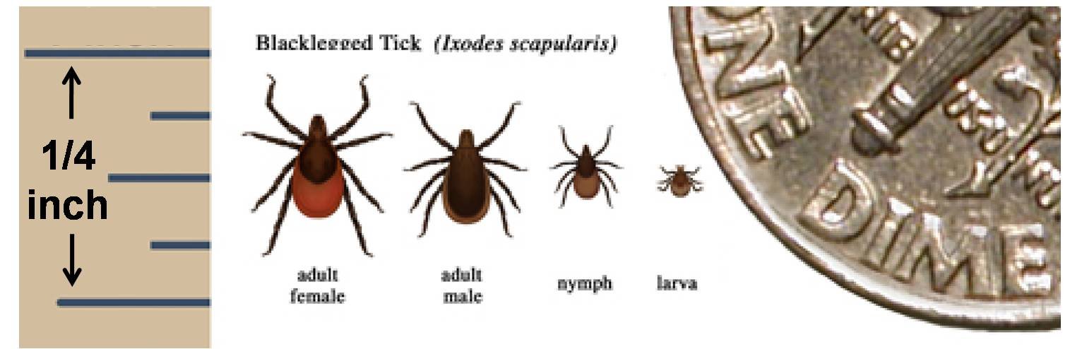 Ixodes scapularis - blacklegged tick, vector for Babesia microti