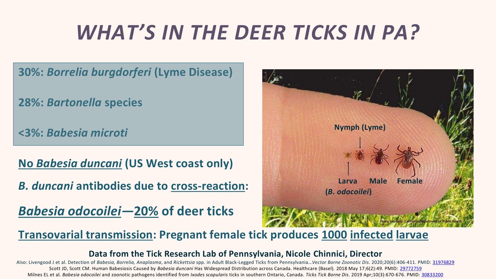 Lindner presentation slide summarizing Babesia odocoilei and other organisms reported in deer ticks in Pennsylvania and Ontario